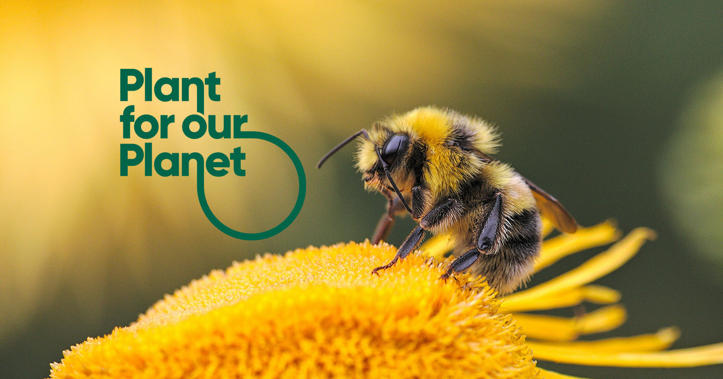 Bee good to pollinators it’s Bees’ Needs Week Exeter City Council News