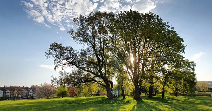 Photography competition to find favourite trees in Exeter
