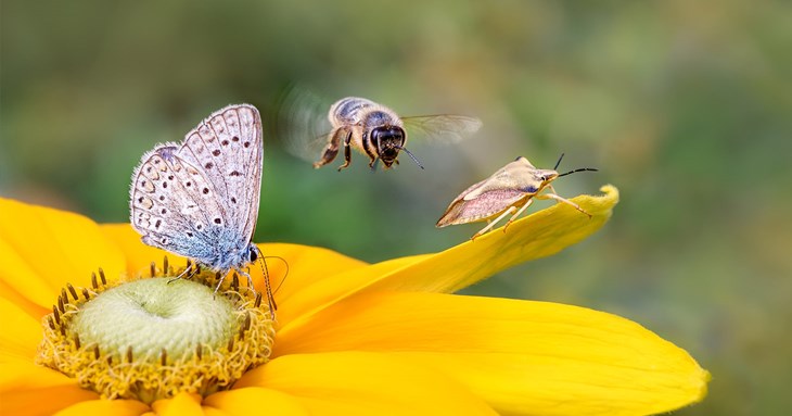 Find out how to plant for pollinators