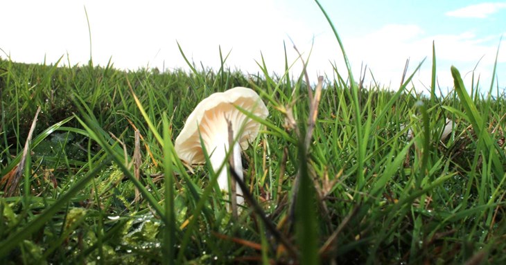 Fungi spotting in Exeter’s Valley Parks