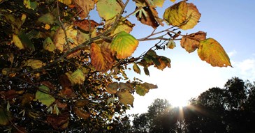 Get snapping and capture Exeter’s favourite trees