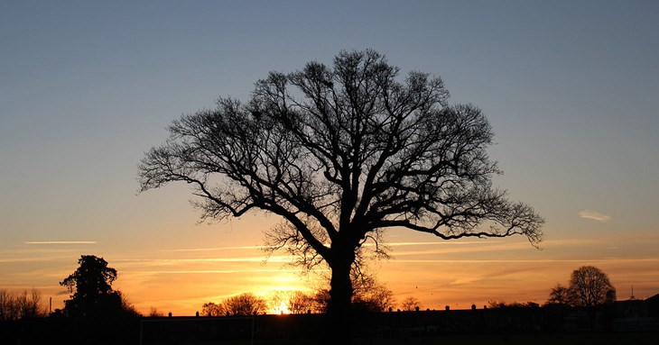 Take part in photography competition to capture Exeter’s favourite trees