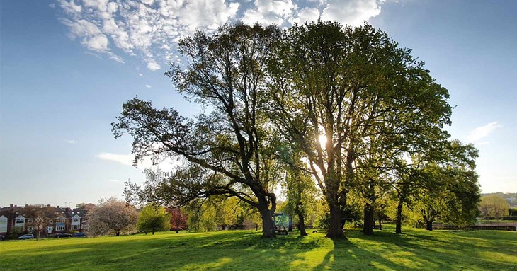 Last chance to enter tree photography competition