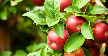 Exeter set to get new community orchard