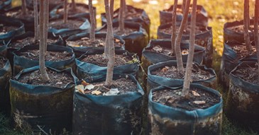 More trees to be planted in Exeter