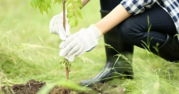 New data reveals 16,000 trees planted in Exeter