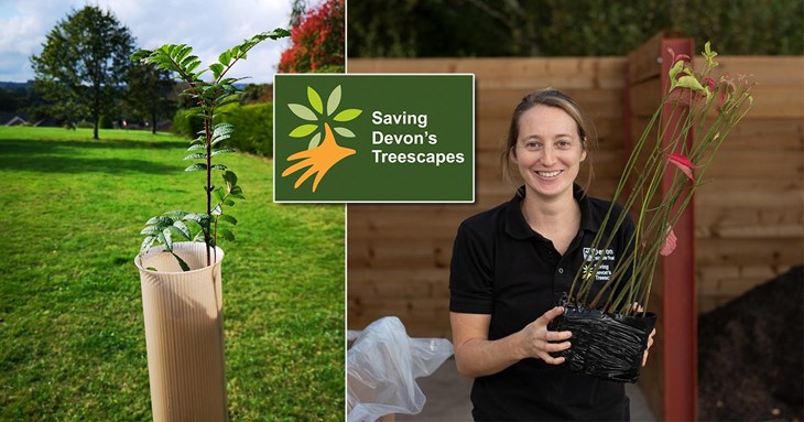 Saving Devon’s Treescapes secures vital funding