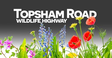 Exeter’s Topsham Road to become city’s first ‘wild highway’ 
