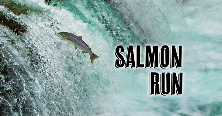 Chance to take part in run to celebrate life of the Exe Salmon 