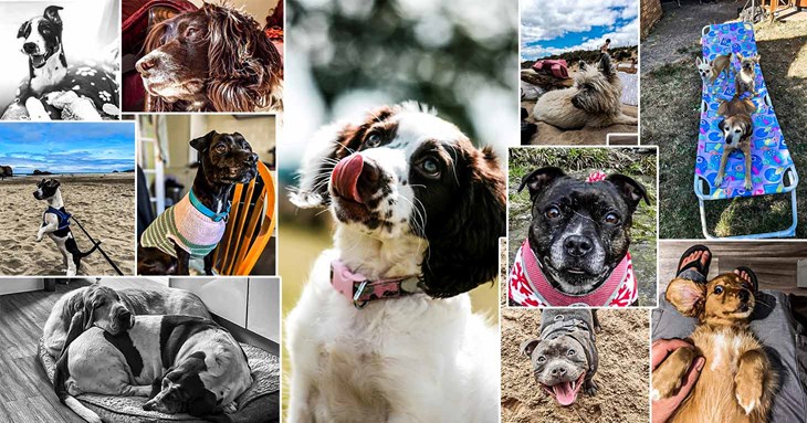 Your doggo pics made it a memorable International Dog Day
