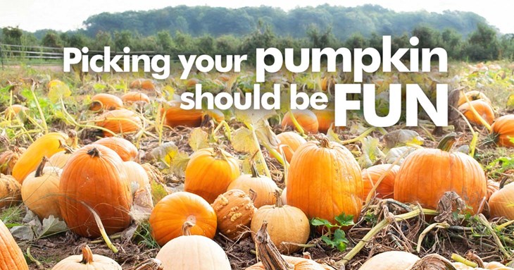 Picking your pumpkin should be fun