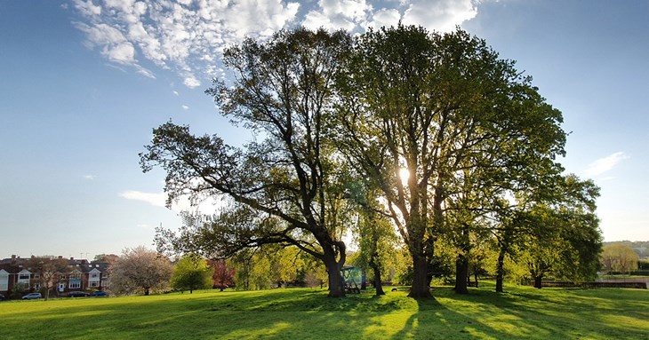 Get snapping - competition seeks to find Exeter’s favourite trees 