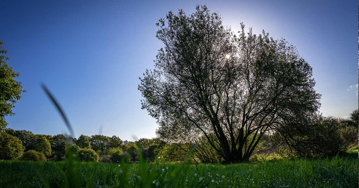 Last chance to enter tree photography competition 
