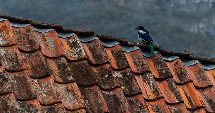 Keeping your roof in good repair this Spring