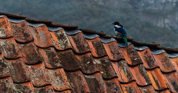Keeping your roof in good repair this Spring