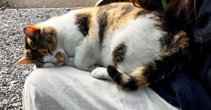 Exeter bin crews pay for stray cat’s treatment after seagull attack 