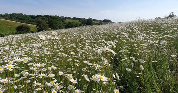City park to get new wildflower meadow