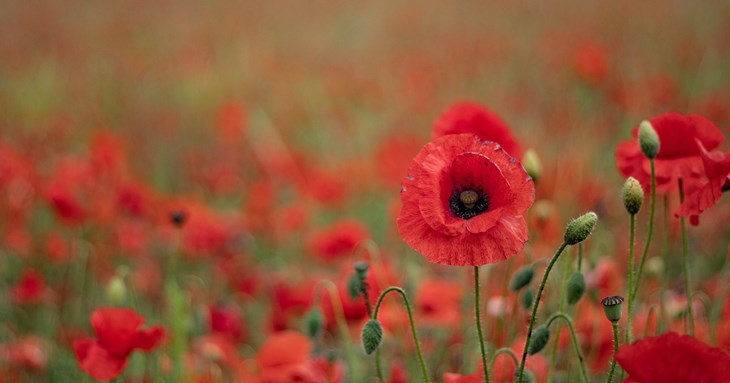 Remembrance Sunday will mark special anniversary at City War Memorial
