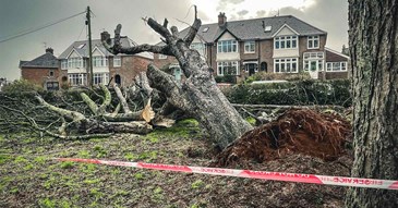 81mph gusts bring down trees in Exeter as Storm Henk hits city