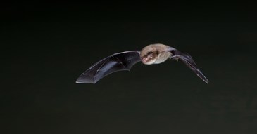 Fancy a pip and pint – join a free bat walk 