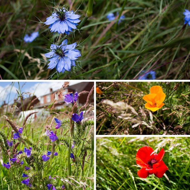 Wildflowers have started to bloom throughout Exeter with colourful displays breaking out on roadside verges, roundabouts and various patches of land across the city.  The wildflower displays have proved popular with residents and visitors alike over the past few years.  As well as being impressive to look at, the June blooms also attract a wide variety of insects and pollinators. These colourful displays were captured in Prince Charles Road.  At the end of each year, the wildflower beds are left to naturally form seed to fall onto the land and create a wildflower seed bank to start the process again the following year.  Often this takes time to become self-generating and most years extra seeds have to be added to keep it thriving. A mixture of annuals, perennials and native species of seed are used.